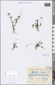 Halerpestes sarmentosus (Adams) Kom., Siberia, Baikal & Transbaikal region (S4) (Russia)