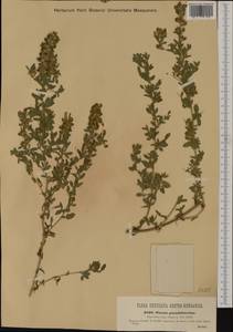 Ononis spinosa subsp. hircina (Jacq.)Gams, Western Europe (EUR) (Hungary)