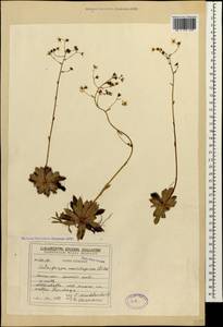 Saxifraga paniculata subsp. cartilaginea (Willd.) D. A. Webb, Caucasus, Georgia (K4) (Georgia)