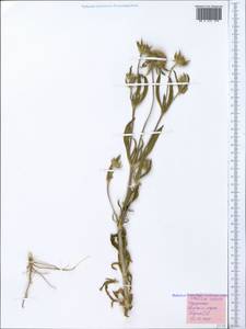 Lomelosia rotata (M. Bieb.) Greuter & Burdet, Crimea (KRYM) (Russia)