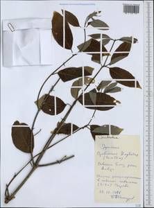 Combretum, Africa (AFR) (Ethiopia)