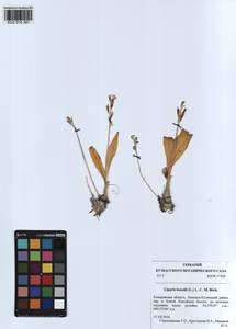 Liparis loeselii (L.) Rich., Siberia, Altai & Sayany Mountains (S2) (Russia)