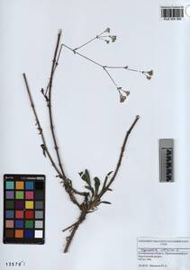KUZ 004 365, Gypsophila altissima L., Siberia, Altai & Sayany Mountains (S2) (Russia)