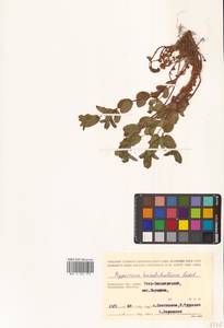 Hypericum kamtschaticum Ledeb., Siberia, Chukotka & Kamchatka (S7) (Russia)