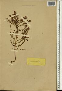 Hypericum triquetrifolium Turra, South Asia, South Asia (Asia outside ex-Soviet states and Mongolia) (ASIA) (Turkey)