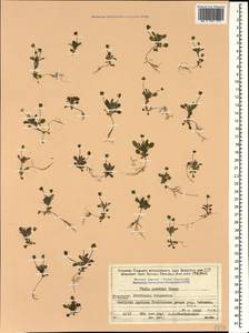 Viola parvula Tineo, Caucasus, Stavropol Krai, Karachay-Cherkessia & Kabardino-Balkaria (K1b) (Russia)