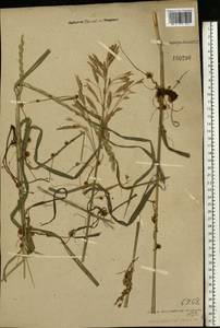 Cuscuta europaea L., Eastern Europe, Central forest region (E5) (Russia)