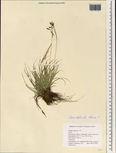 Carex delicata C.B.Clarke, Mongolia (MONG) (Mongolia)
