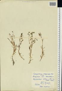Spergularia marina (L.) Besser, Eastern Europe, South Ukrainian region (E12) (Ukraine)