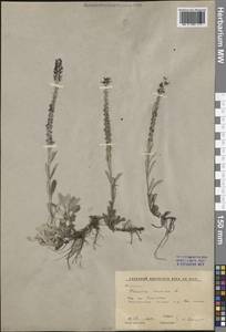 Veronica incana L., Siberia, Baikal & Transbaikal region (S4) (Russia)