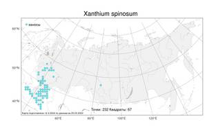 Xanthium spinosum L., Atlas of the Russian Flora (FLORUS) (Russia)