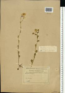 Barbarea vulgaris (L.) W.T. Aiton, Eastern Europe, North-Western region (E2) (Russia)
