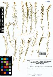 Thesium repens Ledeb., Siberia, Baikal & Transbaikal region (S4) (Russia)