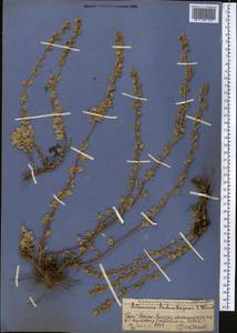 Artemisia aschurbajewii C. Winkl., Middle Asia, Western Tian Shan & Karatau (M3) (Kazakhstan)