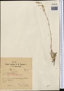 Silene chlorantha (Willd.) Ehrh., Middle Asia, Northern & Central Kazakhstan (M10) (Kazakhstan)