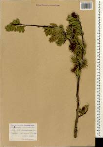 Crataegus orientalis Pall. ex M. Bieb., Caucasus, Armenia (K5) (Armenia)
