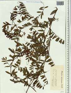 Vicia amoena Fisch. ex Ser., Siberia, Altai & Sayany Mountains (S2) (Russia)