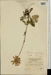 Tanacetum coccineum subsp. coccineum, Caucasus, South Ossetia (K4b) (South Ossetia)