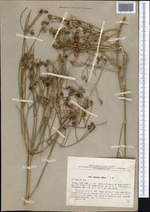 Ephedra foliata Boiss. ex C.A.Mey., Middle Asia, Karakum (M6) (Turkmenistan)