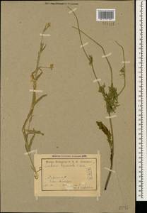 Scabiosa bipinnata C. Koch, Caucasus, Armenia (K5) (Armenia)
