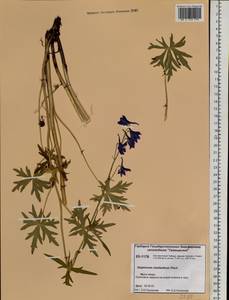 Delphinium cheilanthum Fisch. ex DC., Siberia, Central Siberia (S3) (Russia)