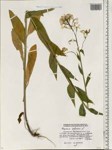 Hesperis sibirica L., Eastern Europe, Moscow region (E4a) (Russia)