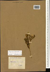 Peganum harmala L., Caucasus, Georgia (K4) (Georgia)