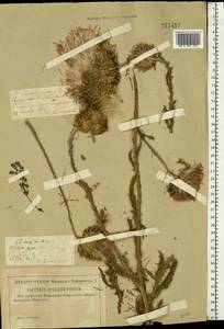 Carduus nutans L., Eastern Europe, Middle Volga region (E8) (Russia)
