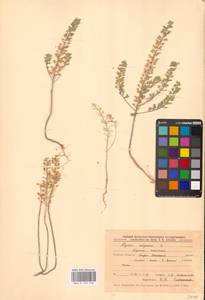 Alyssum alyssoides (L.) L., Eastern Europe, Central forest-and-steppe region (E6) (Russia)