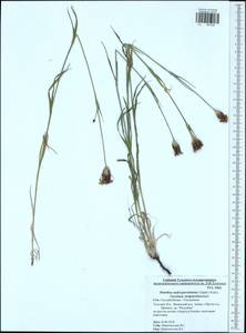 Dianthus capitatus subsp. andrzejowskianus Zapal., Eastern Europe, Central region (E4) (Russia)
