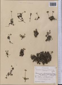 Androsace chamaejasme subsp. lehmanniana (Spreng.) Hultén, America (AMER) (United States)