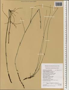 Equisetum ramosissimum Desf., South Asia, South Asia (Asia outside ex-Soviet states and Mongolia) (ASIA) (Cyprus)