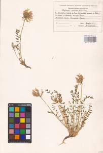 Oxytropis sordida (Willd.) Pers., Siberia, Western Siberia (S1) (Russia)