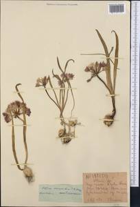 Allium oreophilum C.A.Mey., Middle Asia, Western Tian Shan & Karatau (M3)
