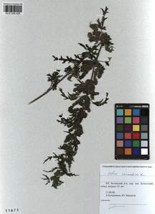 Urtica cannabina L., Siberia, Altai & Sayany Mountains (S2) (Russia)