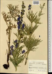 Aconitum turczaninowii Vorosch., Mongolia (MONG) (Mongolia)