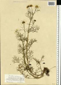 Tripleurospermum maritimum (L.) Koch, Eastern Europe, Northern region (E1) (Russia)