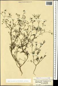 Cyclospermum leptophyllum (Pers.) Sprague, Caucasus, Abkhazia (K4a) (Abkhazia)