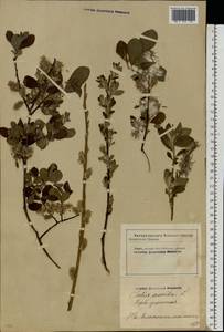 Salix aurita L., Eastern Europe, Latvia (E2b) (Latvia)
