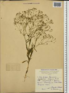 Gypsophila elegans M. Bieb., Caucasus, Armenia (K5) (Armenia)