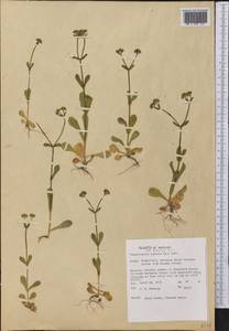 Valerianella radiata (Willd.) Dufr., America (AMER) (United States)