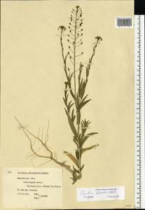 Camelina microcarpa subsp. pilosa (DC.) Jáv., Eastern Europe, Moscow region (E4a) (Russia)