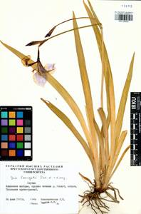 Iris laevigata Fisch., Siberia, Yakutia (S5) (Russia)