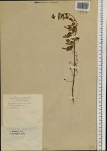 Aconitum septentrionale Koelle, Siberia, Western Siberia (S1) (Russia)