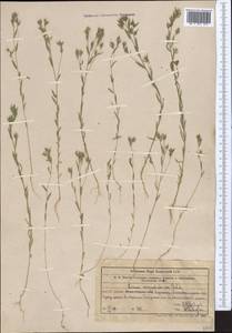Linum corymbulosum Rchb., Middle Asia, Western Tian Shan & Karatau (M3) (Kazakhstan)