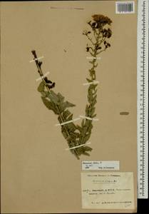Hieracium robustum Fr., Eastern Europe, Eastern region (E10) (Russia)
