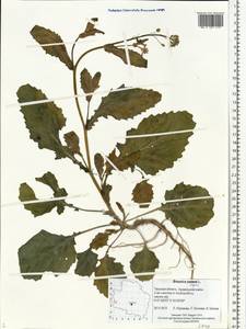 Brassica napus L., Eastern Europe, North-Western region (E2) (Russia)