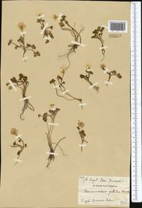 Ranunculus karelinii Czerep., Middle Asia, Western Tian Shan & Karatau (M3)