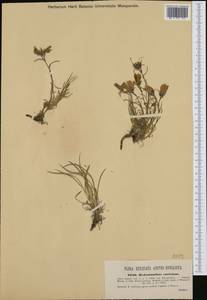 Edraianthus graminifolius (L.) A.DC., Western Europe (EUR) (Croatia)