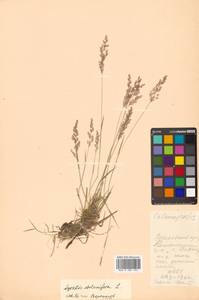 Agrostis stolonifera L., Siberia, Russian Far East (S6) (Russia)